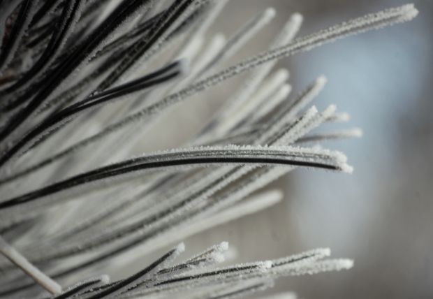 Pine needles